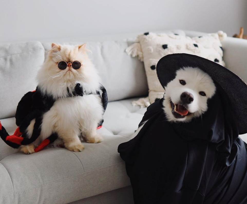 instagram macka i pas fotografije video