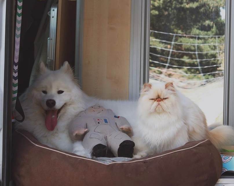 instagram macka i pas fotografije video