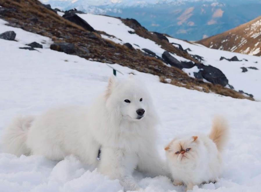 instagram macka i pas fotografije video