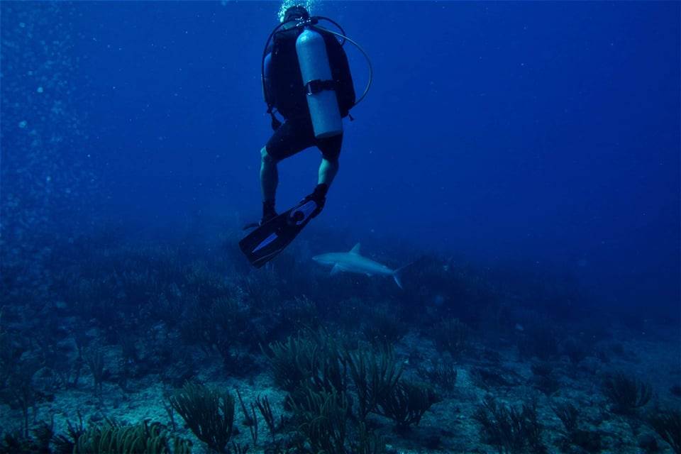 plivanje sa ajkulama ronjenje podvodni svet ajkule vladimir gvozdenovic