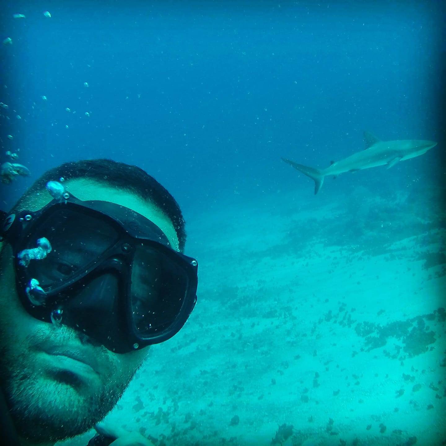 plivanje sa ajkulama ronjenje podvodni svet ajkule vladimir gvozdenovic