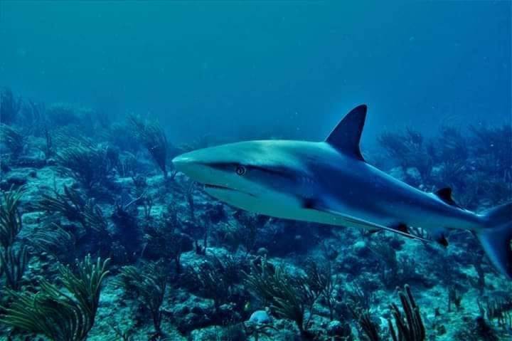 plivanje sa ajkulama ronjenje podvodni svet ajkule vladimir gvozdenovic