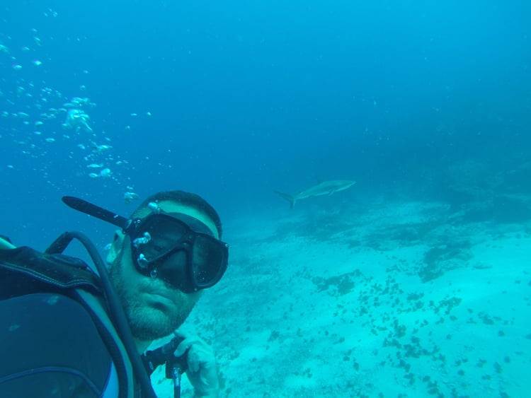 plivanje sa ajkulama ronjenje podvodni svet ajkule vladimir gvozdenovic