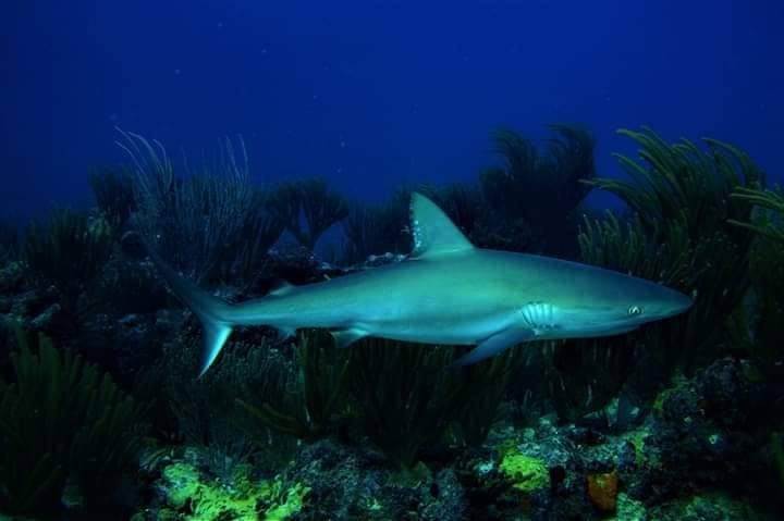 plivanje sa ajkulama ronjenje podvodni svet ajkule vladimir gvozdenovic