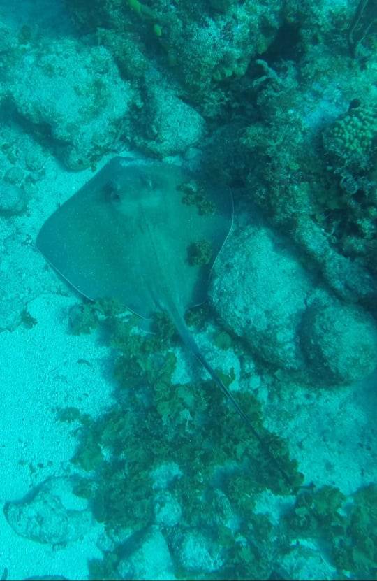 plivanje sa ajkulama ronjenje podvodni svet ajkule vladimir gvozdenovic