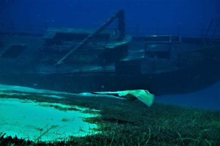 plivanje sa ajkulama ronjenje podvodni svet ajkule vladimir gvozdenovic