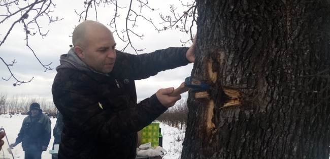 rodjendan zagorica topola sveto drvo predrag mirkovic