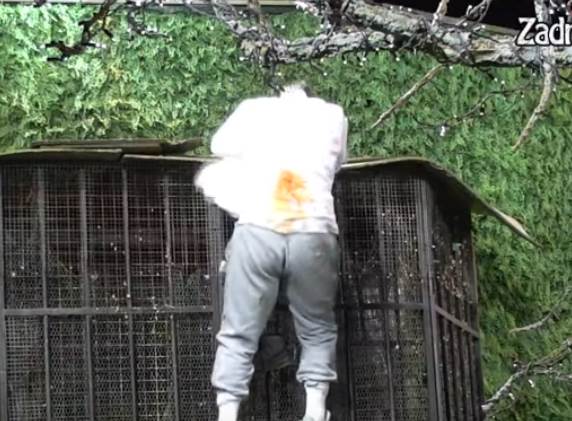 kristijan golubovic pao zadruga video