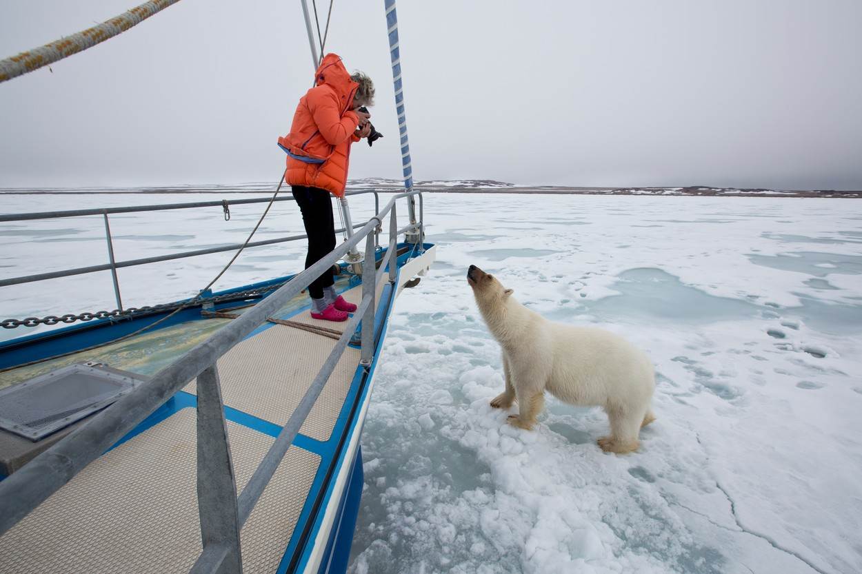 polarni beli medved arktik divlja životinja fotografije