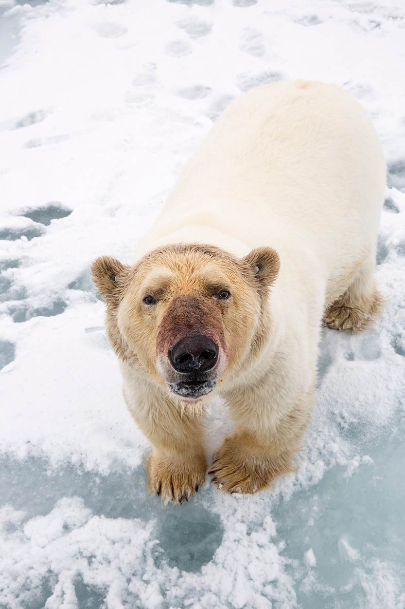 polarni beli medved arktik divlja životinja fotografije