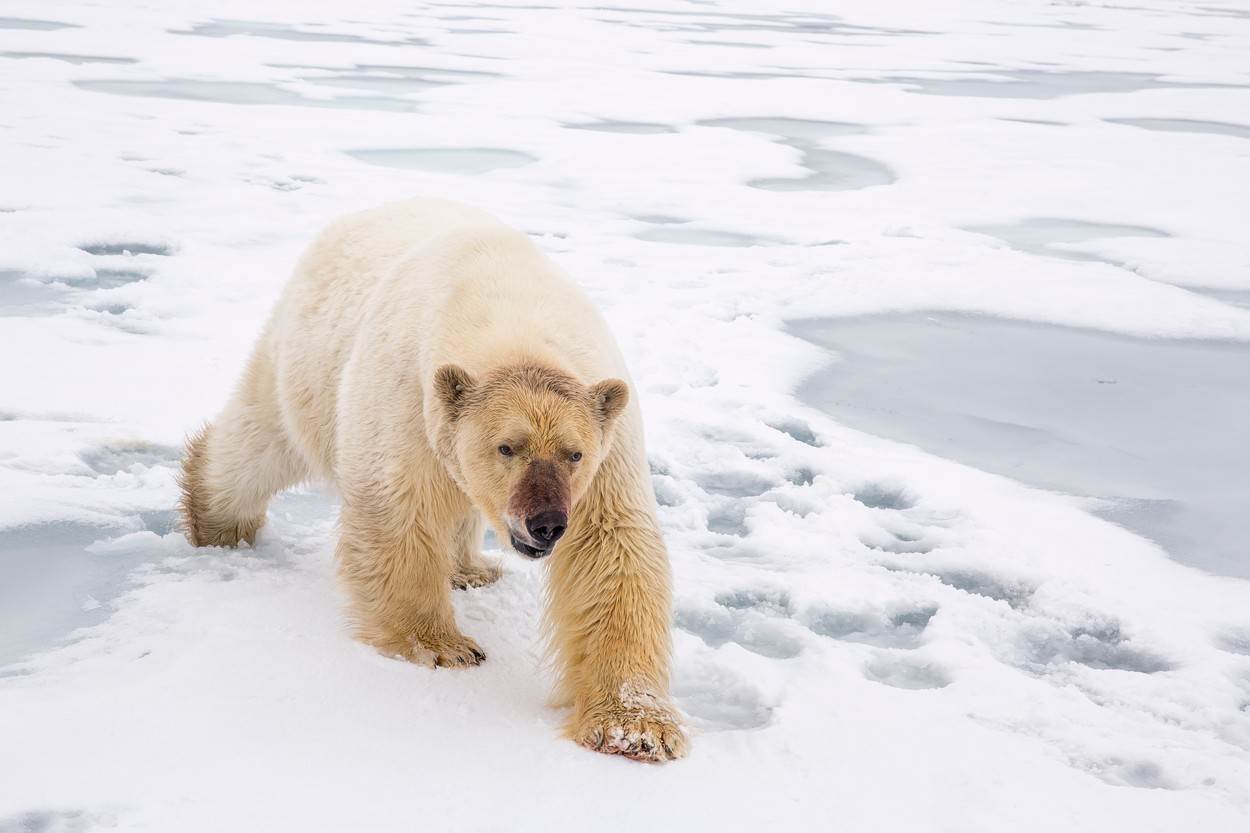 polarni beli medved arktik divlja životinja fotografije