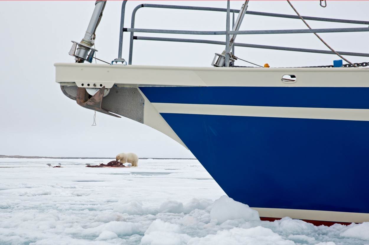 polarni beli medved arktik divlja životinja fotografije
