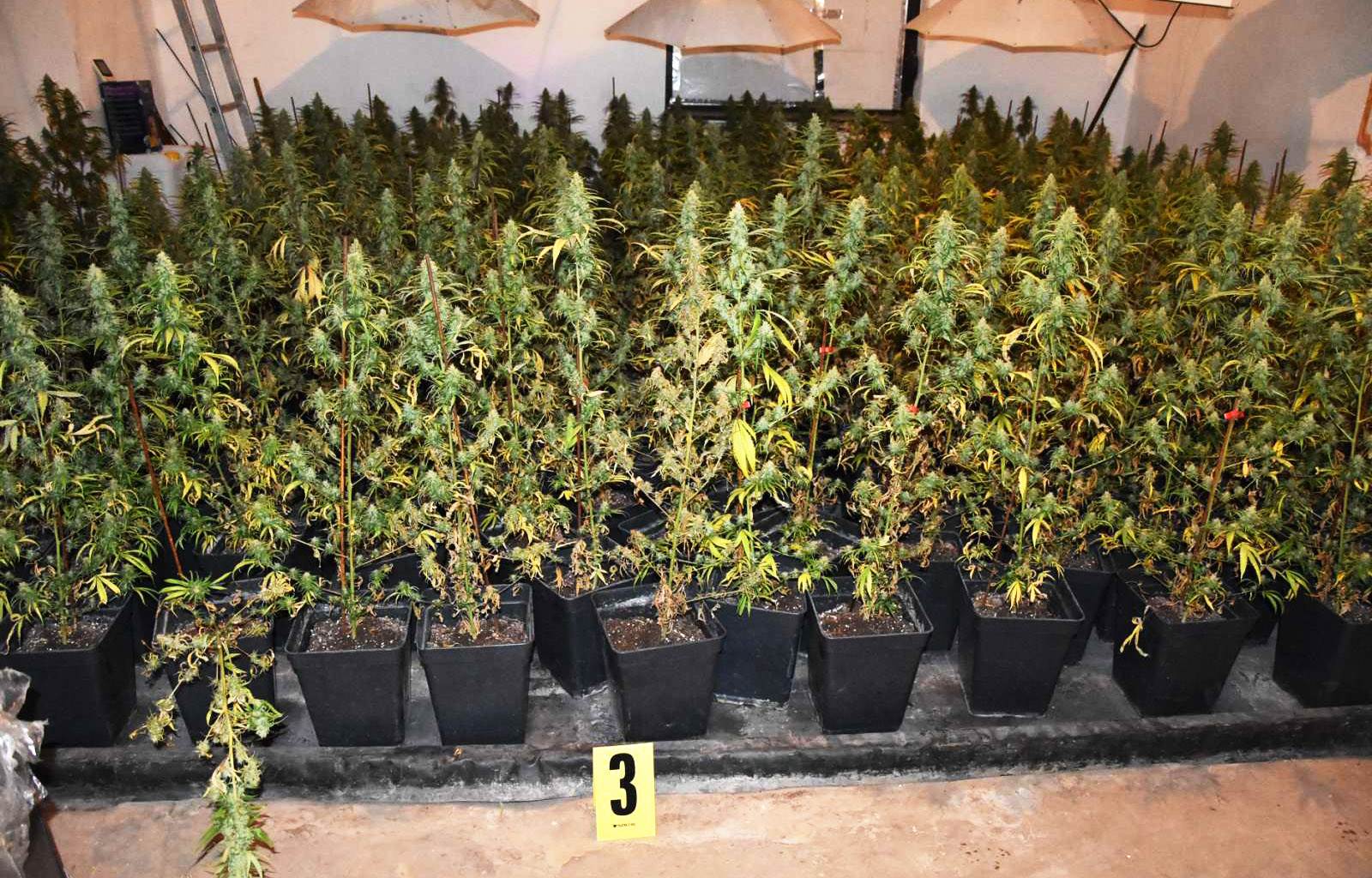 hapsenje obrenovac laboratorija marihuana 700 biljki trava ulje