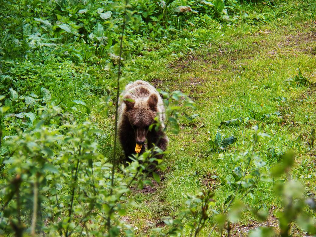 mrki medved planina tara uputstvo strucnjaci kako se ponasati saveti 