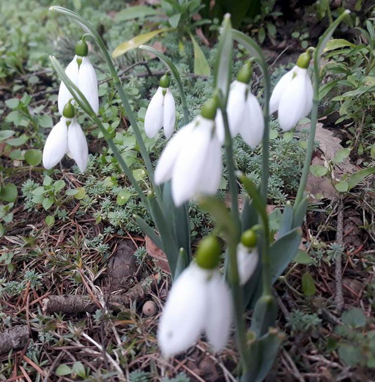 visibaba cvet znacenje prolece zima beograd fotografije