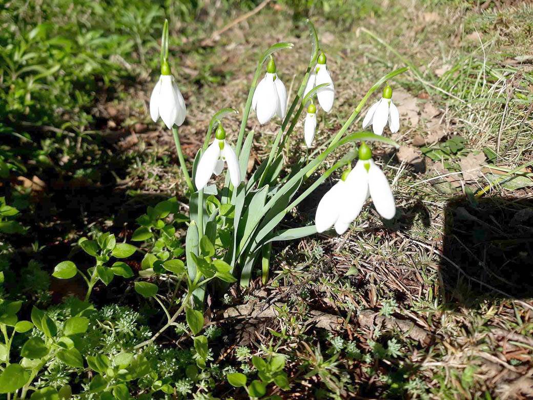 visibaba cvet znacenje prolece zima beograd fotografije