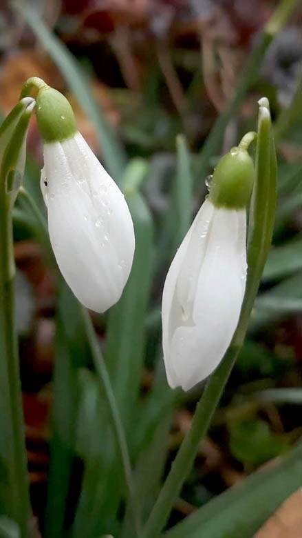 visibaba cvet znacenje prolece zima beograd fotografije