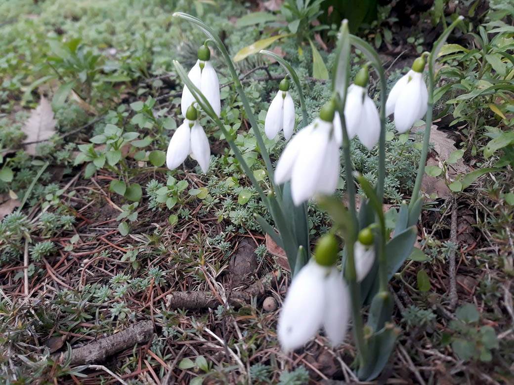 visibaba cvet znacenje prolece zima beograd fotografije