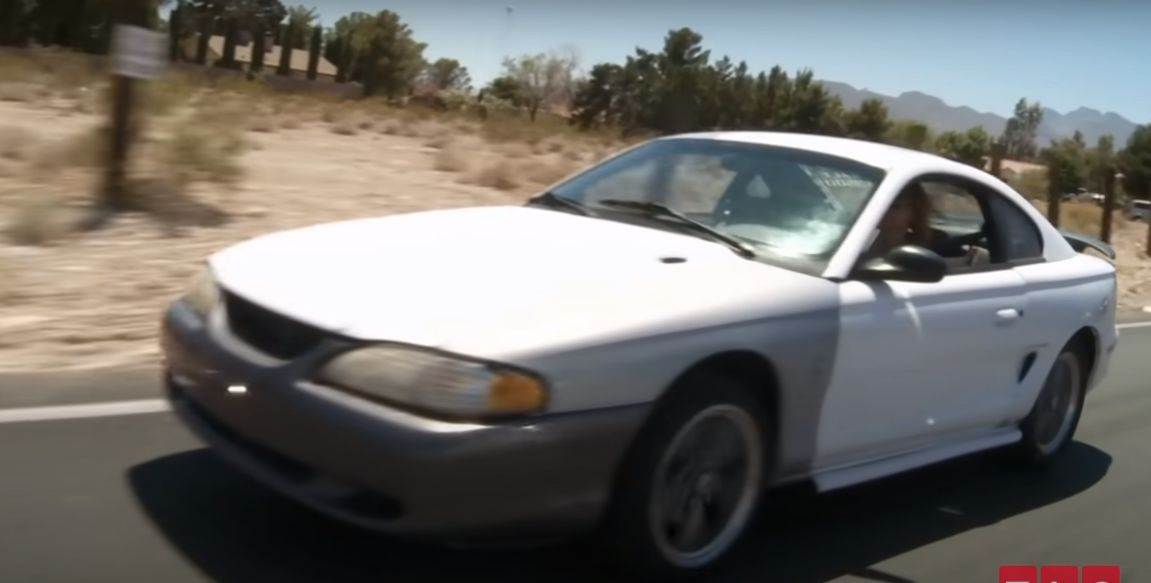 bogatasica jede hranu za macke stednja