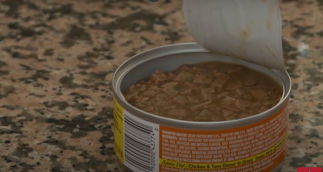 bogatasica jede hranu za macke stednja