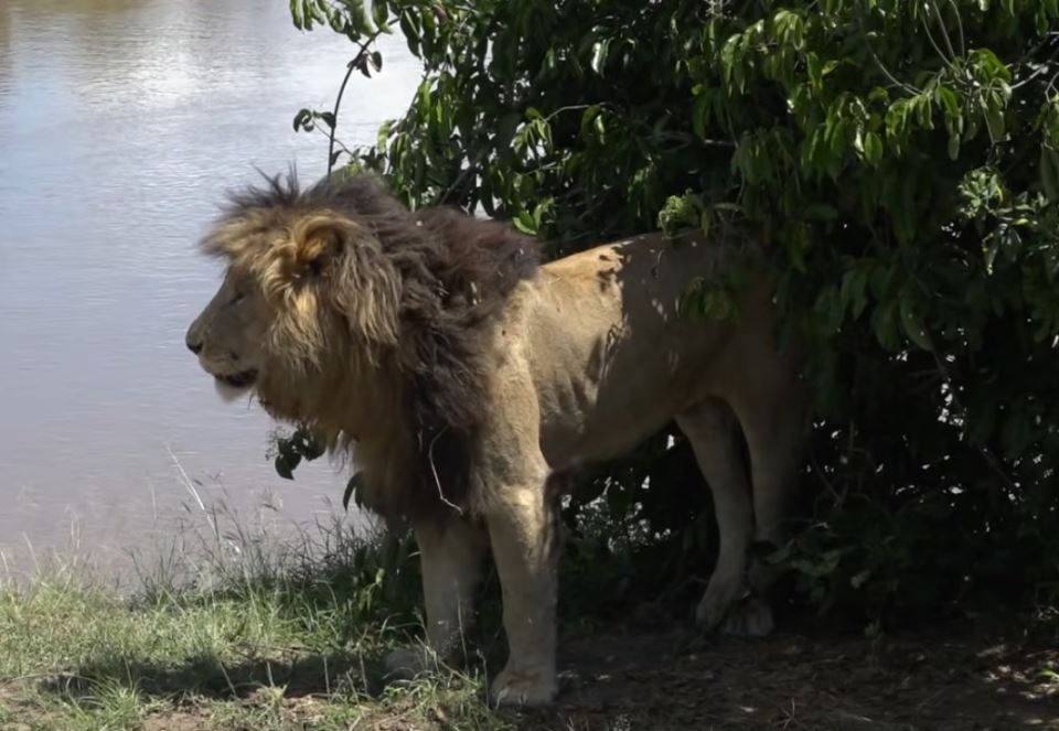 skarfejs lav preminuo u keniji