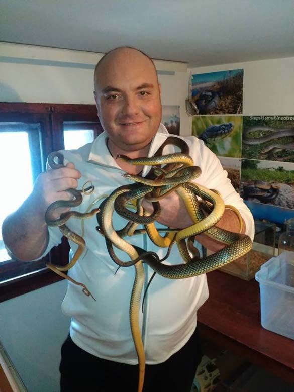 zmije u srbiji ukrotitelj vladica stankovic