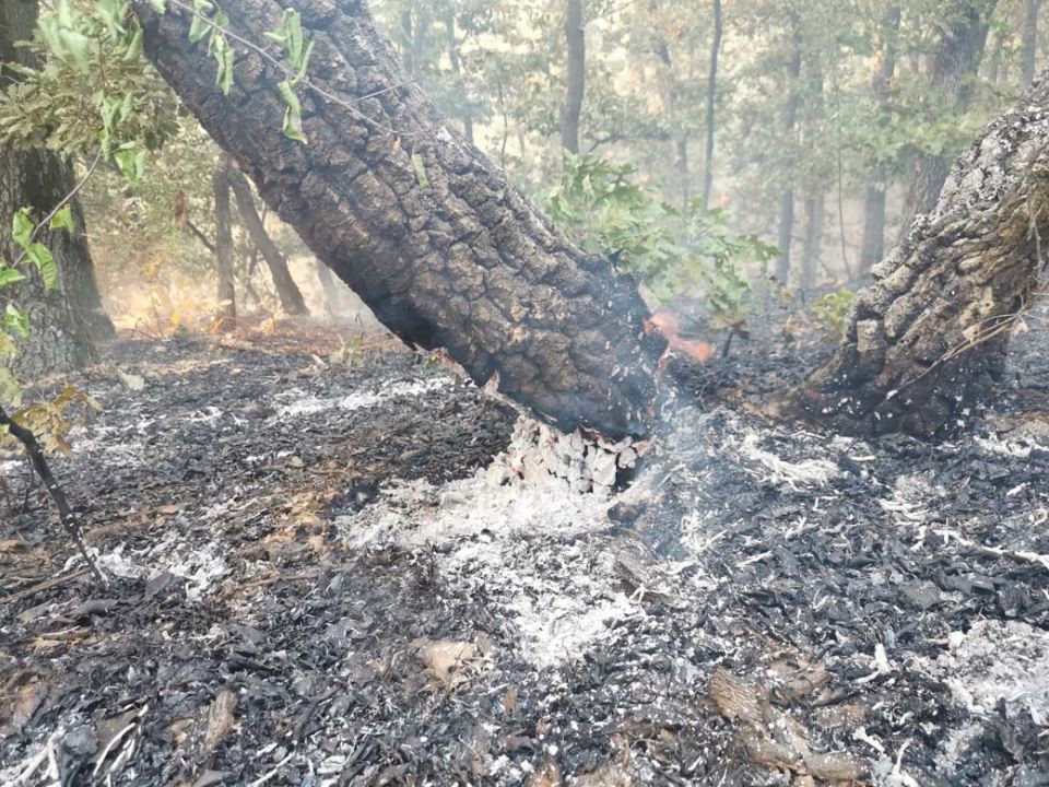 požar u šumi kod čačka