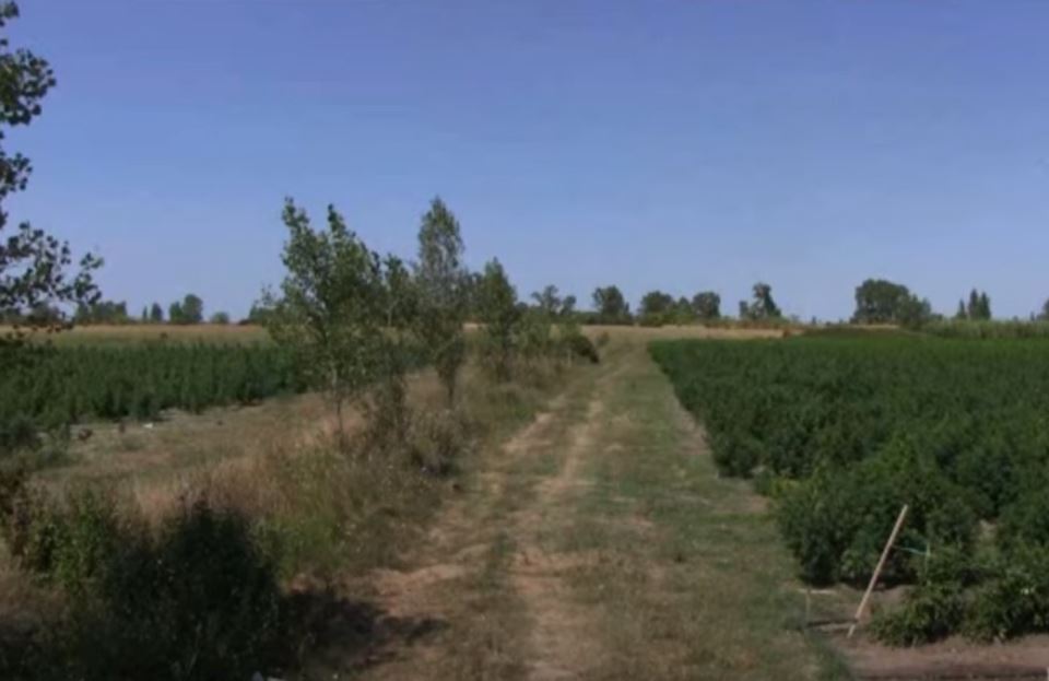 Plantaža Marihuane (1)