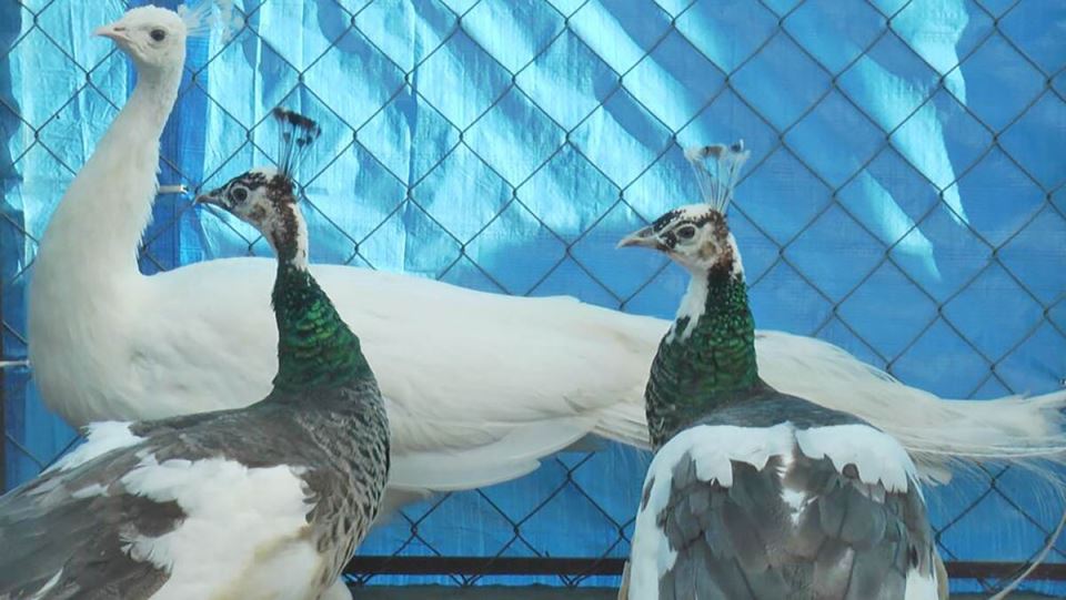 Dragan Lukić, paunovi  (2).jpg