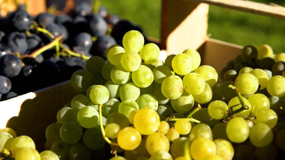 Palić PROMO  (5).jpg