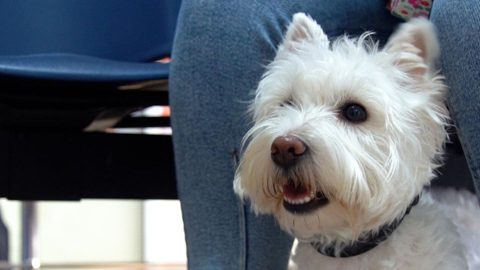 Subotica živi 1.jpg