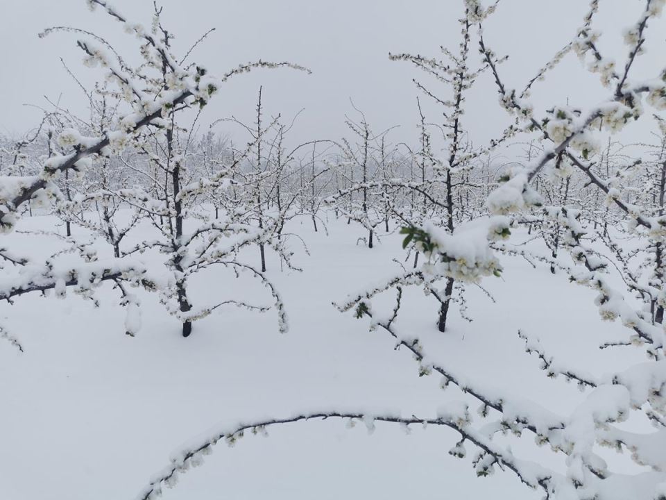 Uništen ros šljiva (2).jpg