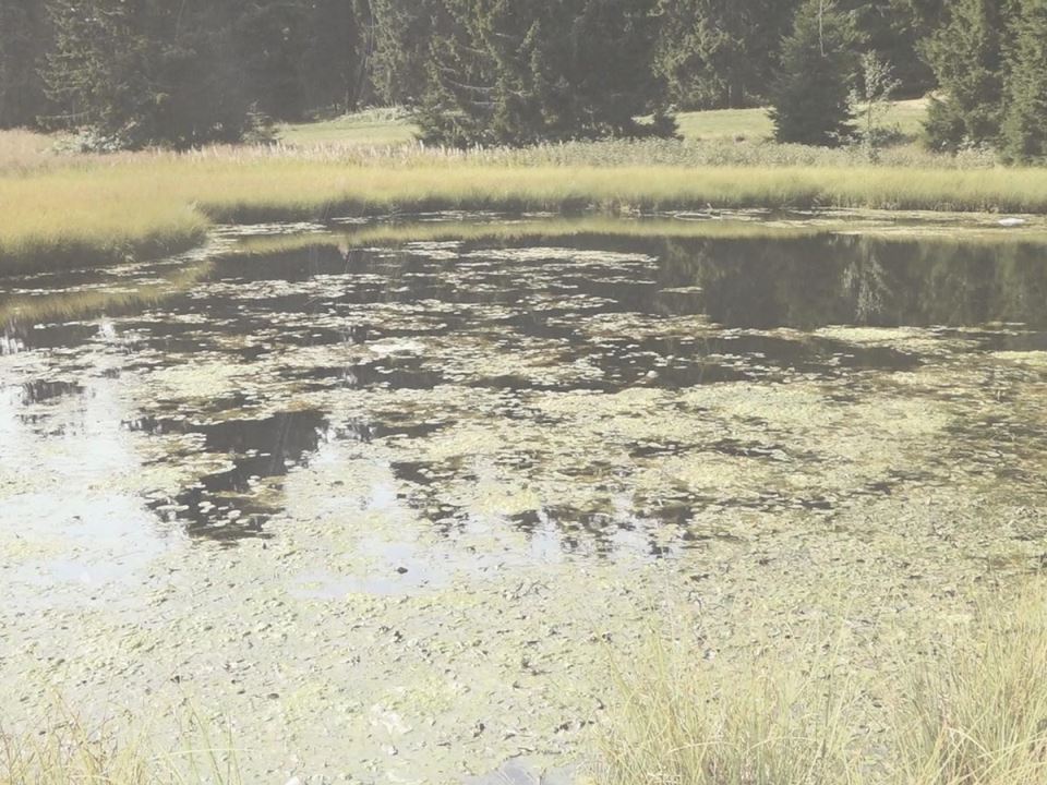 Dajićko jezero  (1).jpg