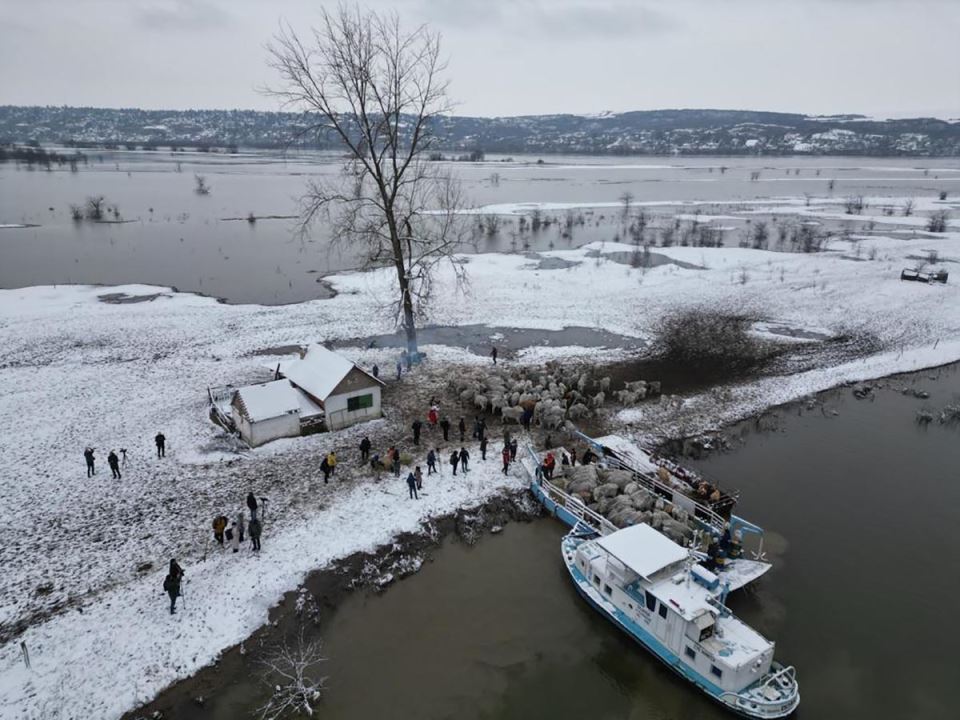Evakuacija životinja sa Krčedinske ade (1).jpg