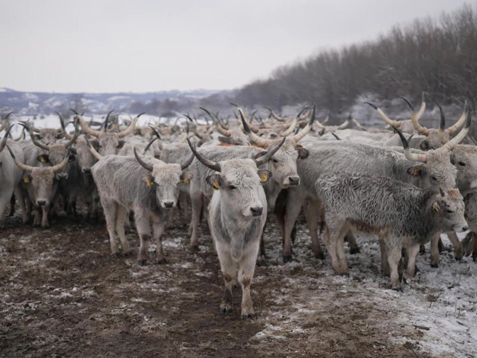 Evakuacija životinja sa Krčedinske ade (1).jpg