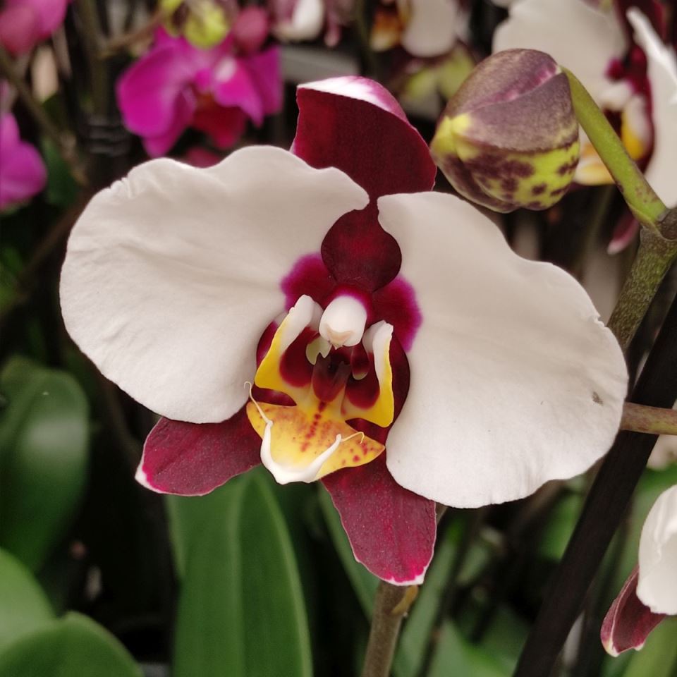 Slovenija farma orhideja1.jpg