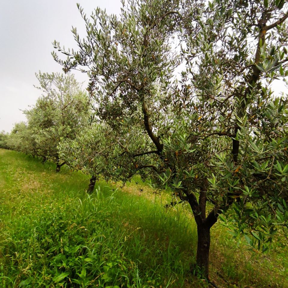 Slovenija Gramona4.jpg