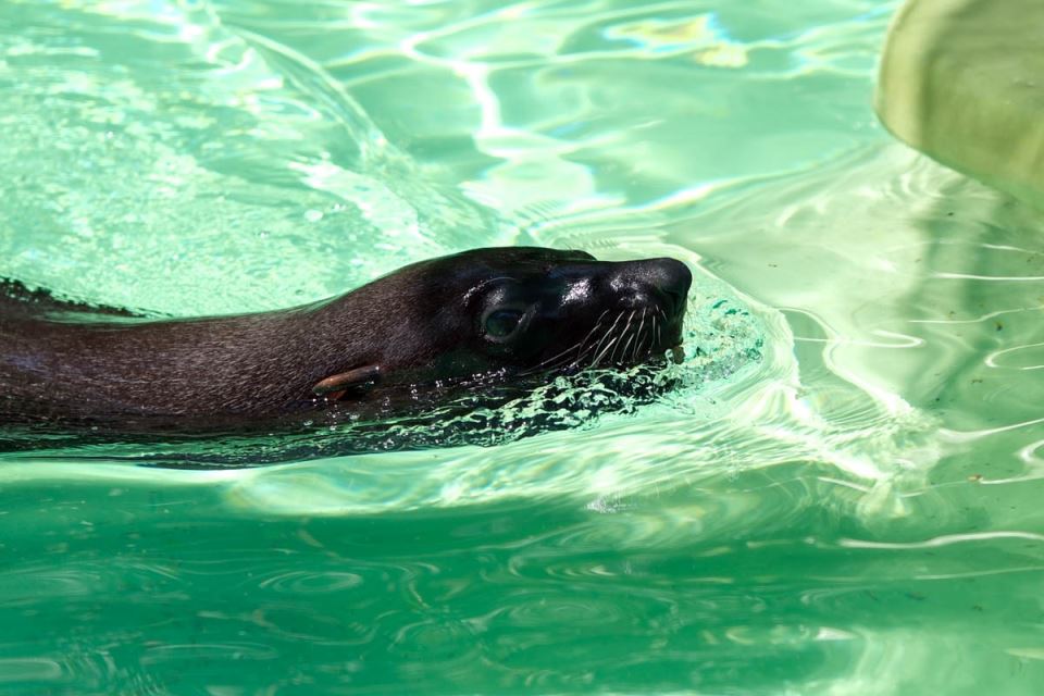 zoo_vrt_životinje_vrućina_stefan_stojanović_1 (12).jpg