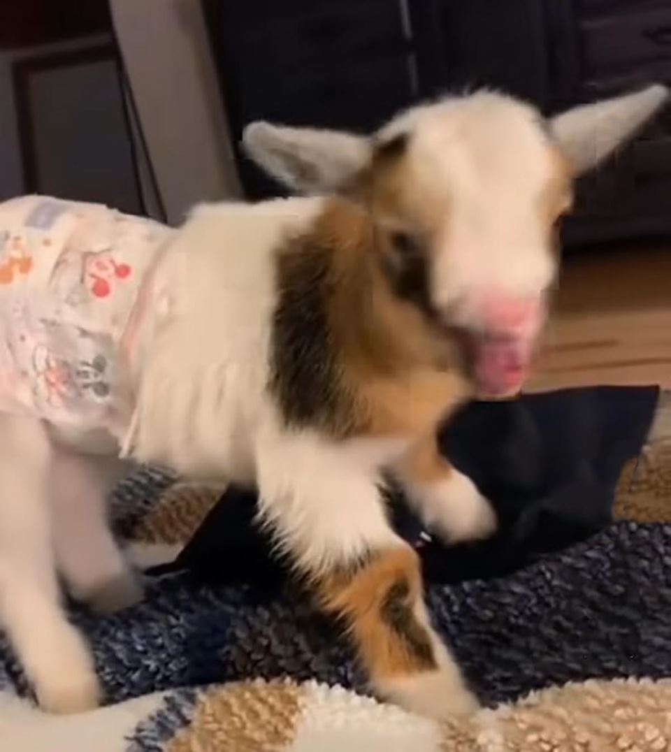 Jare kao kućni ljubimac (3).jpg