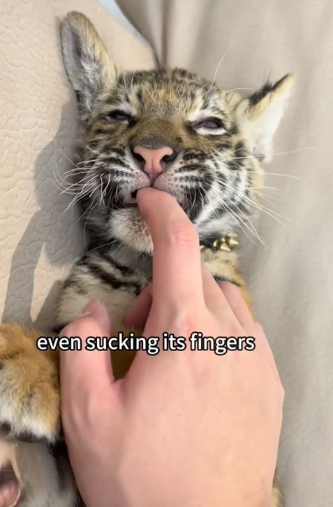 Čovek udomio tigra.jpg