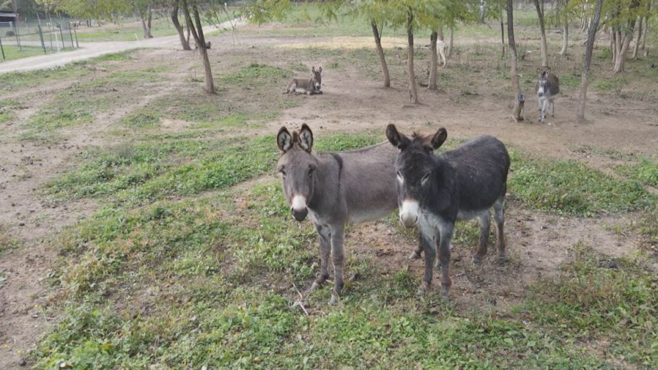 Miloš iz Sisevca (1).jpg