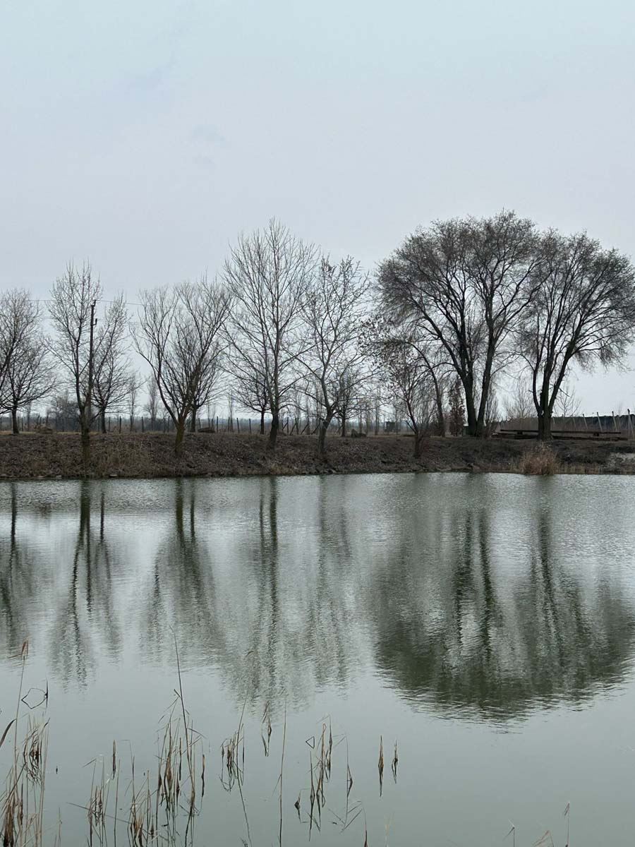 Carska bara 1.jpg