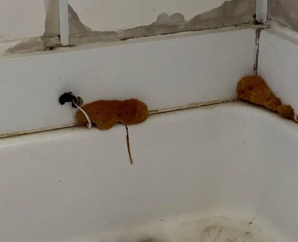 Kupatilo, buđ, pečurke (2).jpg