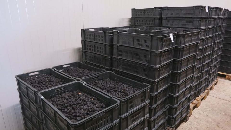 Srbija prva u Evropi po proizvodnji šljiva 6.jpg