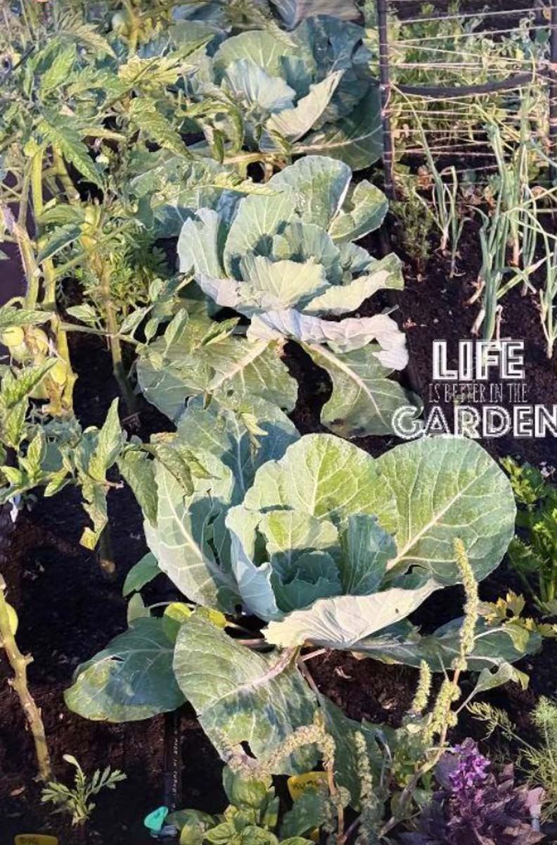 Sonja Lazetić bašta 4.jpg