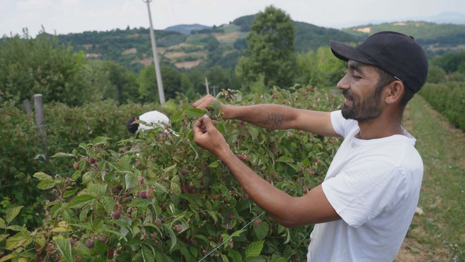 Berba malina u Dragačevu 5.jpg
