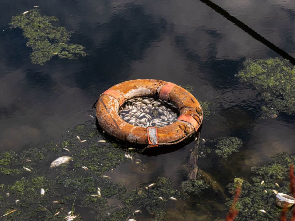 pomor_ribe_ada_ciganlija_stefan_stojanović- (18).jpg