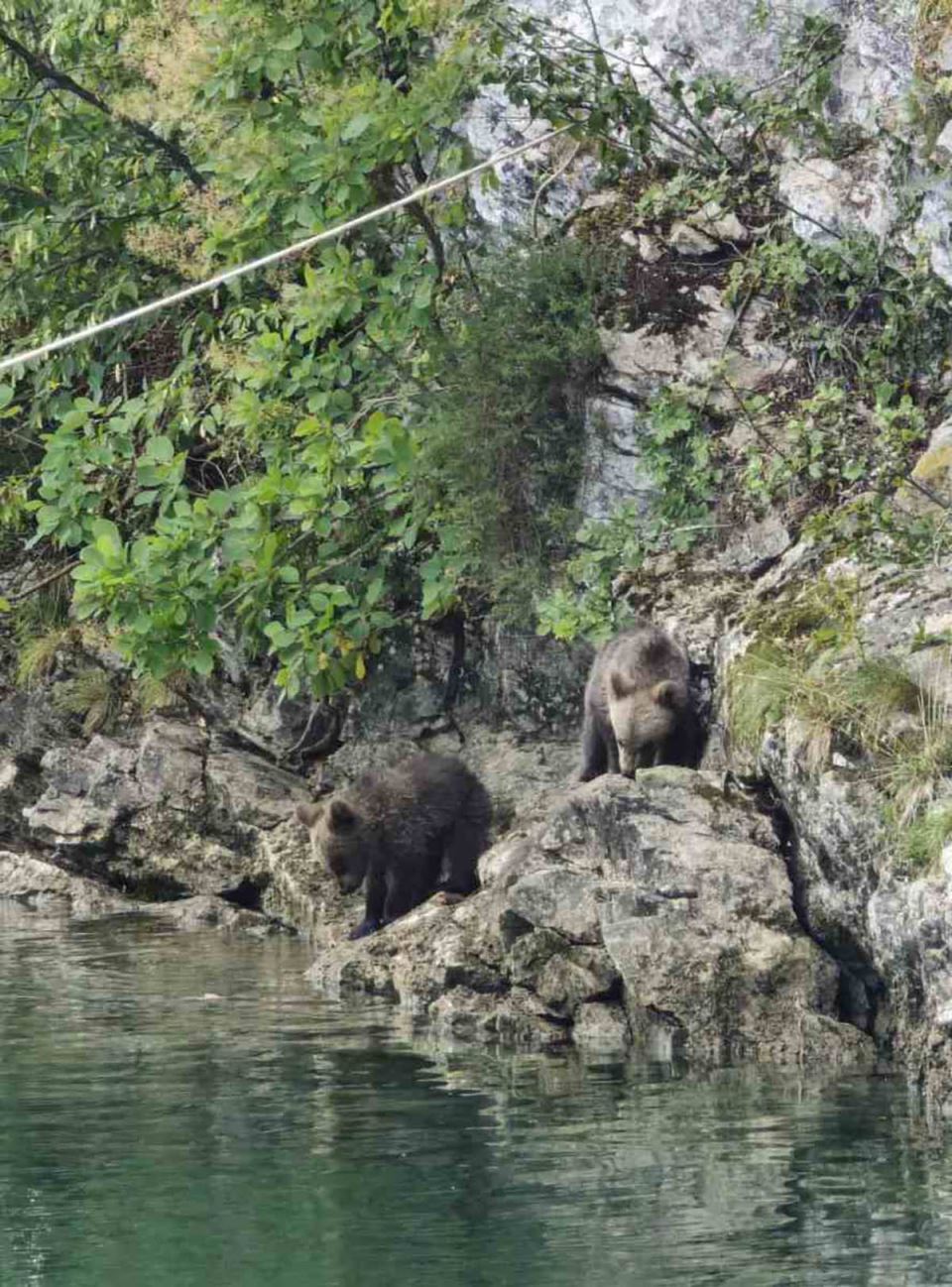 Mečka sa tri mečeta na jezeru Zaovine (2).jpg