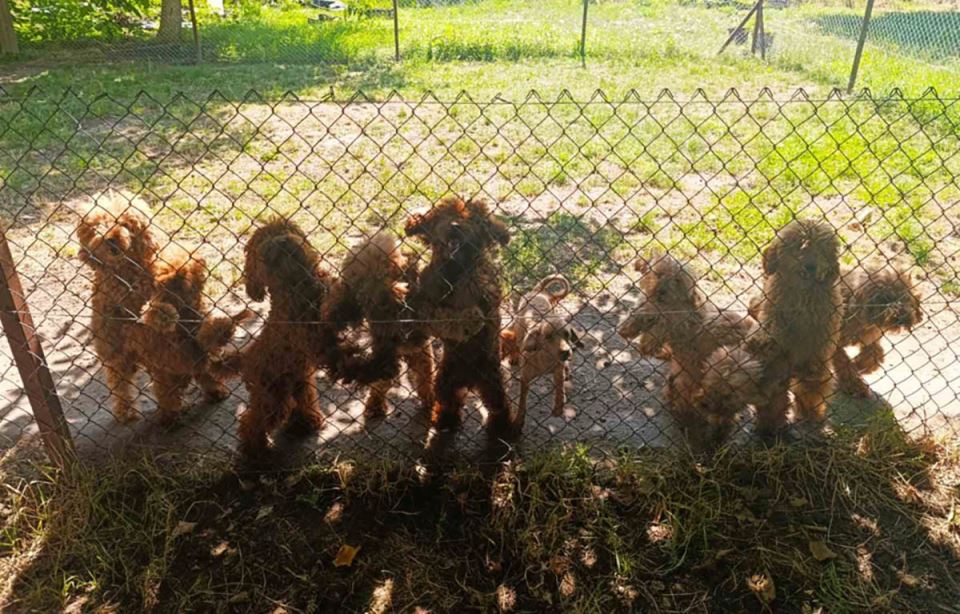 Neovlasceno bavljenje odredjenom delatnoscu (2).jpg