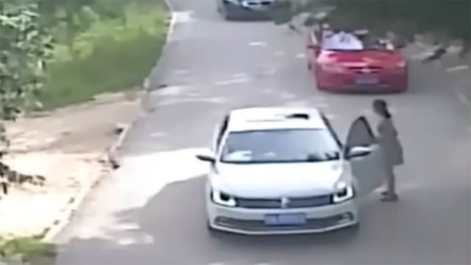 Tigar zgrabio ženu u safari parku (2).jpg